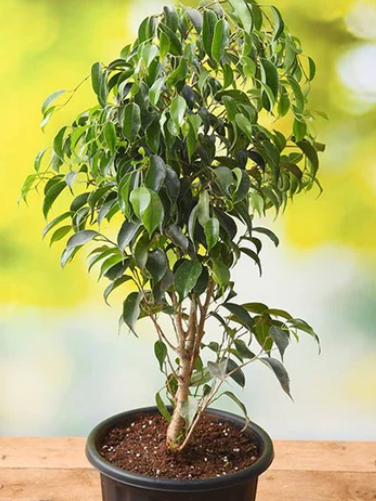 Ficus Benjamia