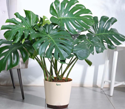 Swiss Cheese Plant