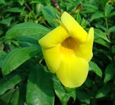 Golden trumpet