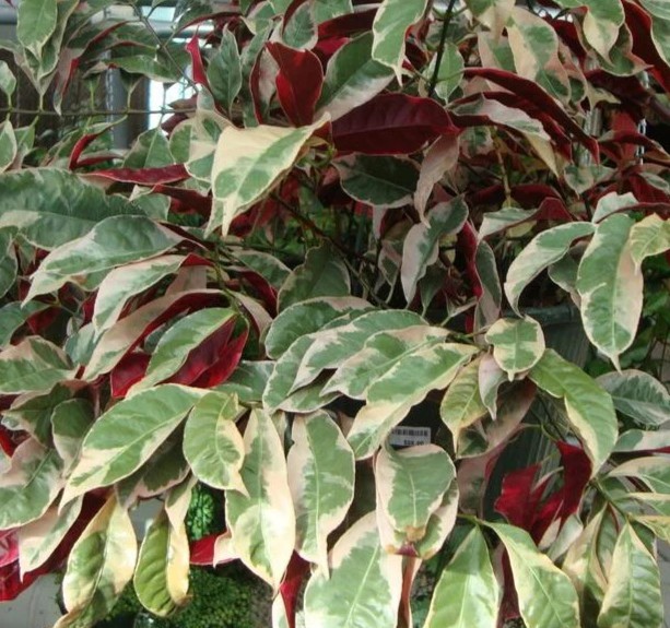 Chinese croton