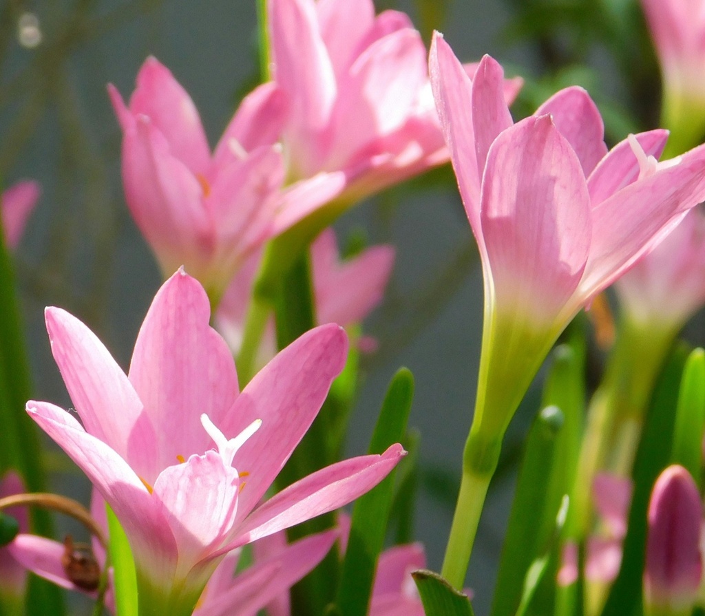 RAIN LILY