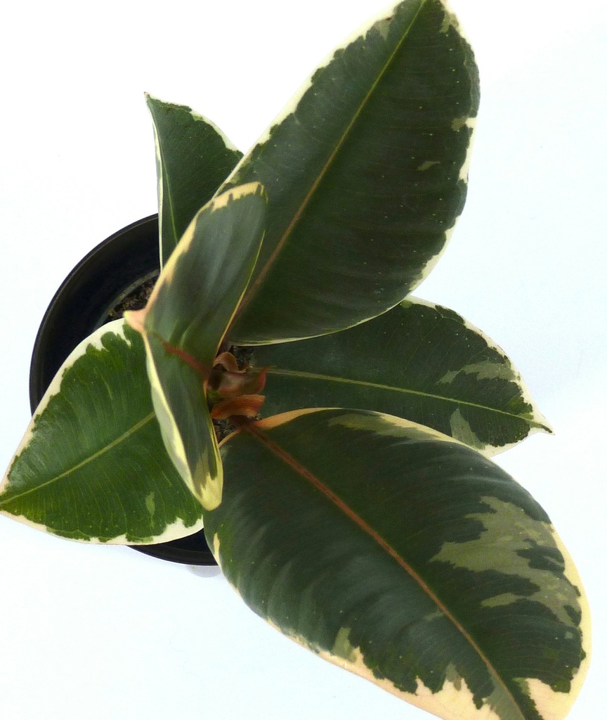 Variegated Rubber plant