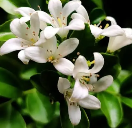 Orange Jasmine