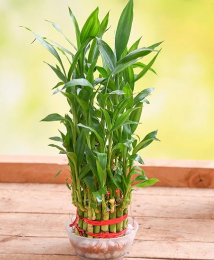 Lucky Bamboo