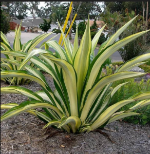 False agave