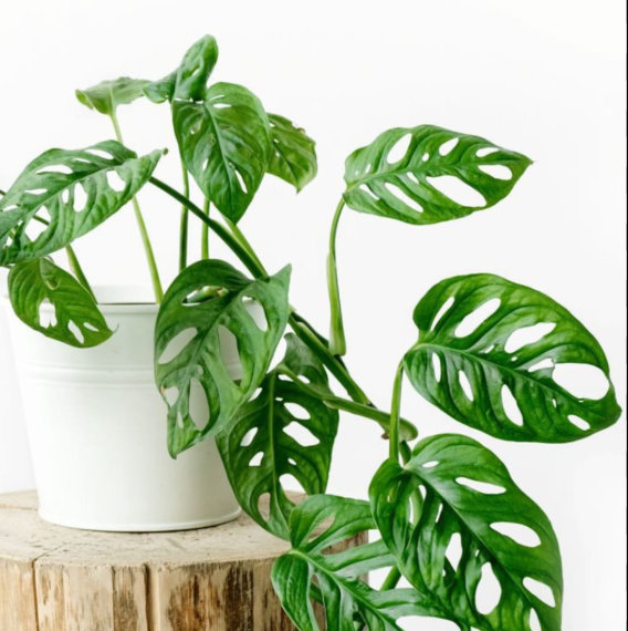 Broken heart plant