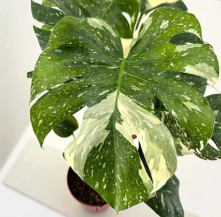 Monstera Dellicosa variegated THAI CONSTELLATION