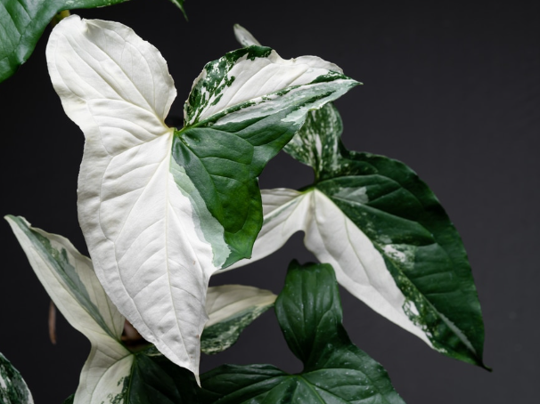 Syngonium Albo