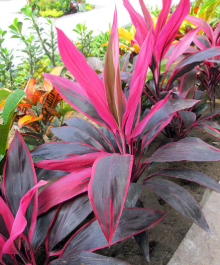 Ti plant