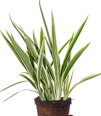 Jasmanian variegated flax lily
