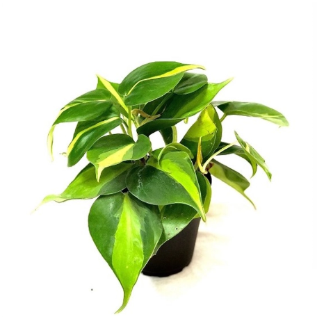 Philodendron Brasil