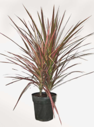 Dracaena Marginata