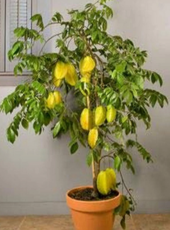 Star Fruit