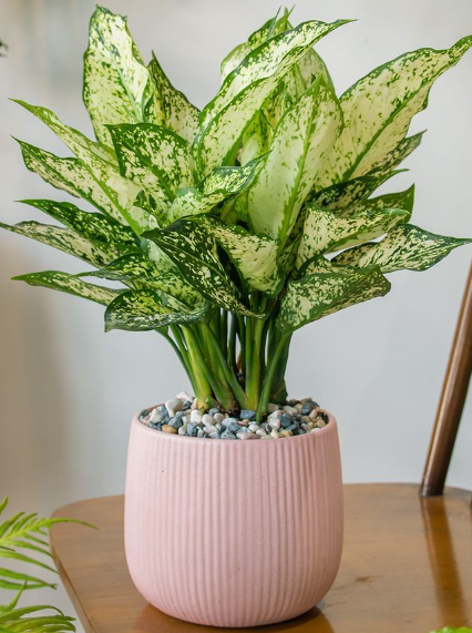 Chinese Evergreen