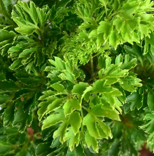 Aralia