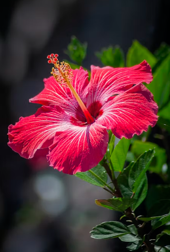 Hibiscus