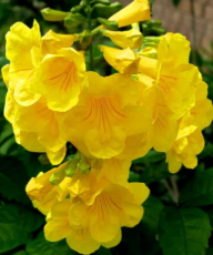 Trumpetbush