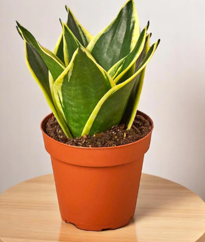 Snake Plant