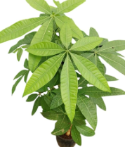 Guiana Chestnut