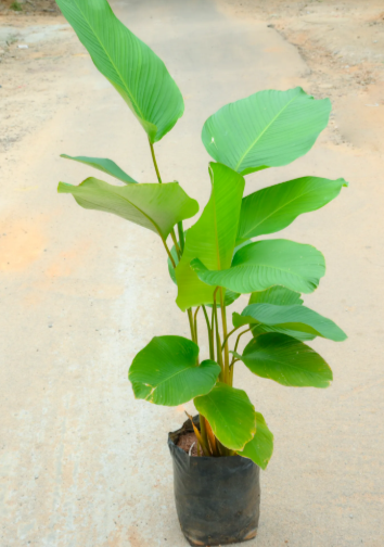 Banana Calathea