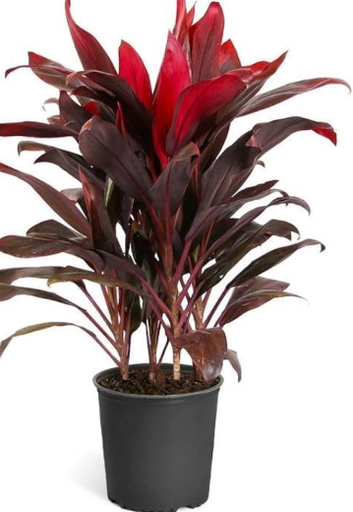 Ti Plant