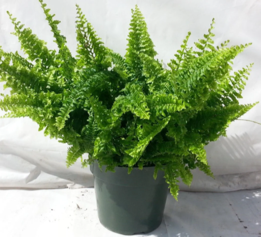 Ruffle Fern