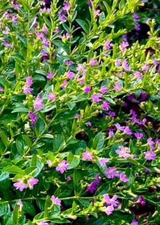 Mexican heather plant