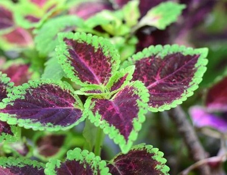 Coleus