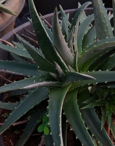 Dyckia brevifolia