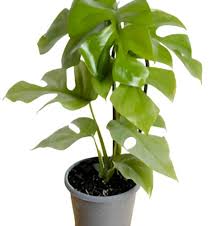 GINNYN [Mini monstera]