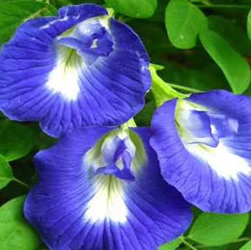 Blue pea [ aparijatha]