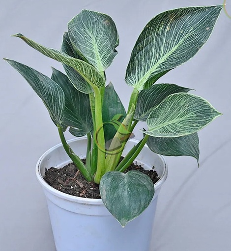 Philodendron birkin