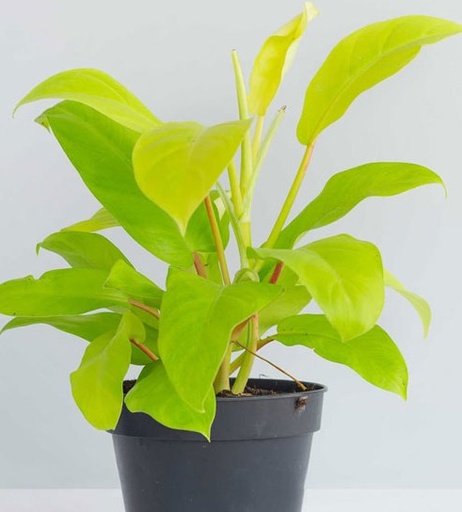 Philodendron ceylon gold