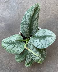 Satin pothos